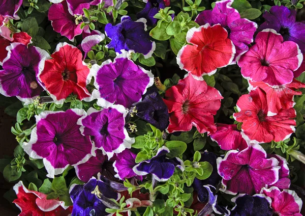 Flores decorativas petunia —  Fotos de Stock