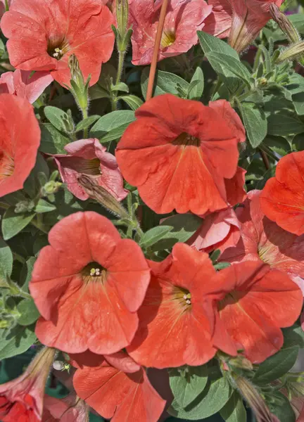 Flores decorativas petunia —  Fotos de Stock