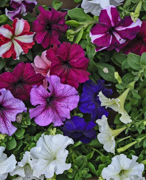Decoratieve bloemen petunia — Stockfoto