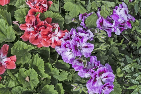 Zierblumen Petunien — Stockfoto