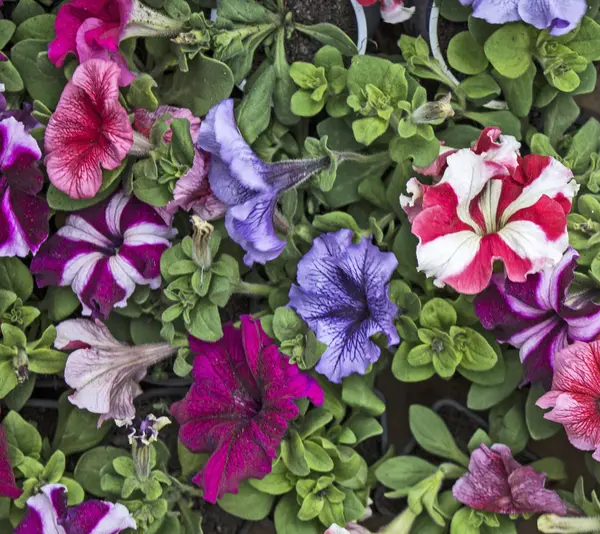 Flores decorativas petunia —  Fotos de Stock