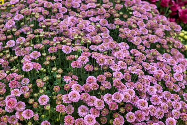 Beautiful Colorful Flowers Exposed Eyes Flowers Display Sale — Stock Photo, Image