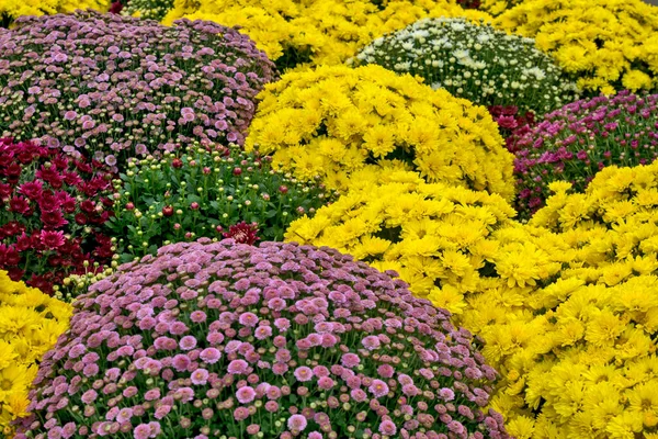 Beautiful colorful flowers exposed to the eyes. The flowers are on display for sale.