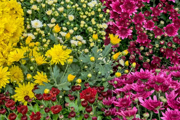 Gyönyörű Színes Virágok Vannak Kitéve Szemnek Virágok Eladásra Kerülnek — Stock Fotó