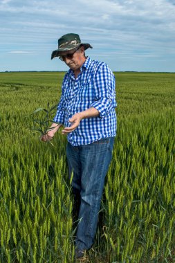 Tahıl tarlasında kontrol ettiği bir tarım uzmanı ya da çiftçi. Ağaç ve kök sisteminin görünüşünü ve tahılın kalitesini inceler.