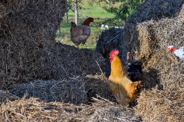 Horoz ve tavuklar vahşi doğada pipetin tadını çıkarırlar. Horoz ve onun tavuk haremi.