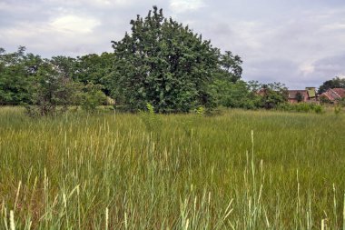 Köyün arkasındaki çayır kesilmemiş otlarla dolu..