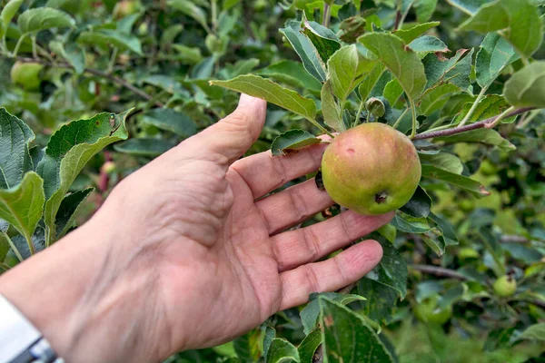 Belle Mele Giovani Che Crescono Albero Agricoltore Visita Frutteto Verifica — Foto Stock