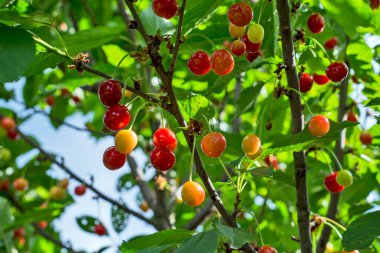Cherries on a sunlit tree. The cherries are not yet fully ripe.
