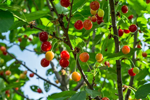 Cherries Sunlit Tree Cherries Yet Fully Ripe — Stok fotoğraf