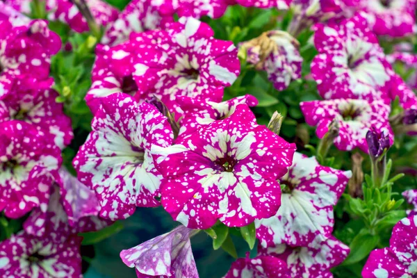 Piękne Rośliny Ozdobne Kwiat Petunia Czeka Klientów — Zdjęcie stockowe