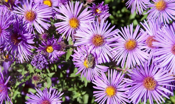 La abeja en la flor Aster — Foto de Stock