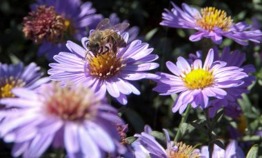 Çiçekler Aster arıya