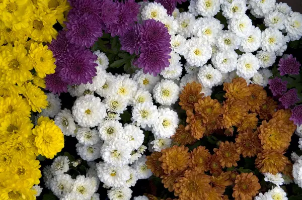 Coloridas flores de gerberas — Foto de Stock