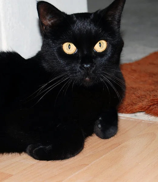 Schwarze Katze — Stockfoto