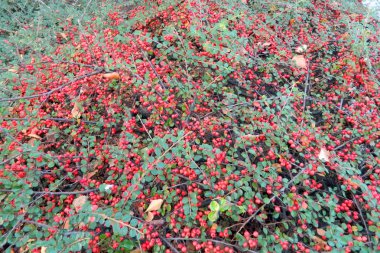 Çobanpüskülü verticillata - Winterberry