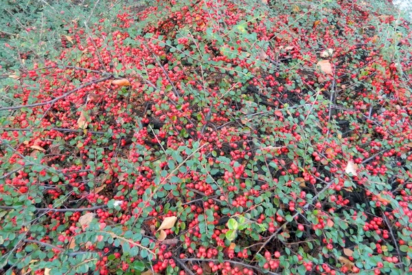 Çobanpüskülü verticillata - Winterberry