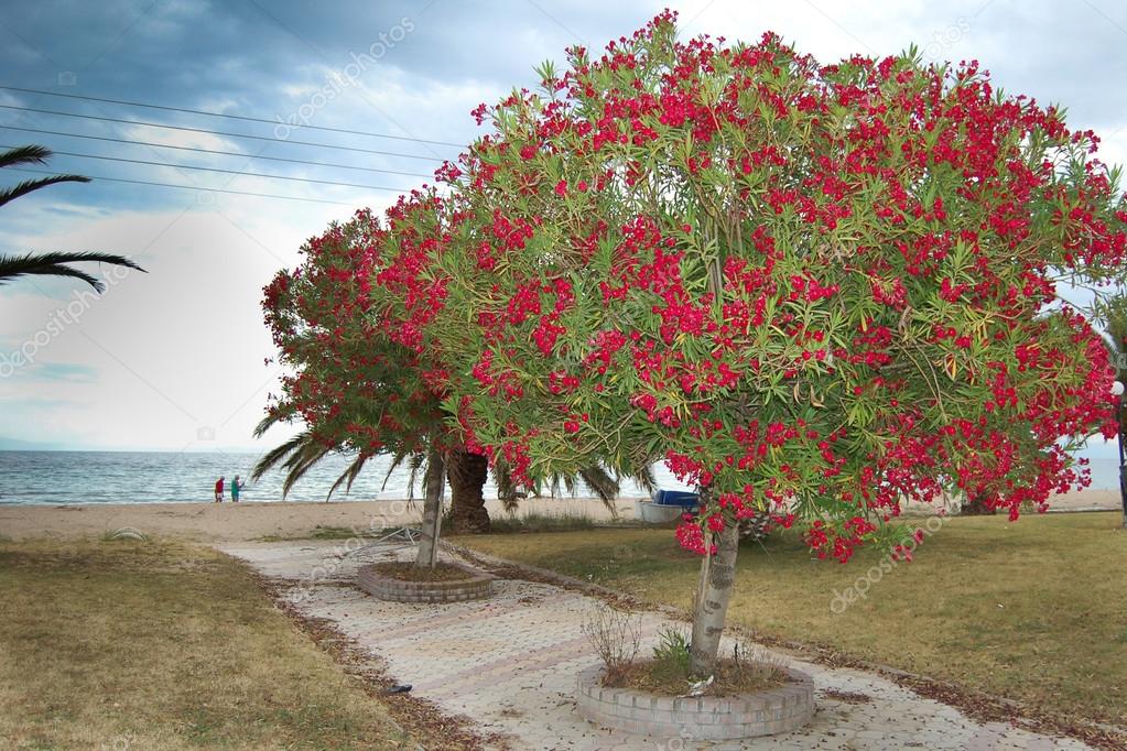 Oleander Tree