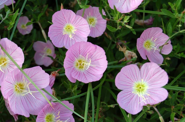 Pembe primarosa — Stok fotoğraf