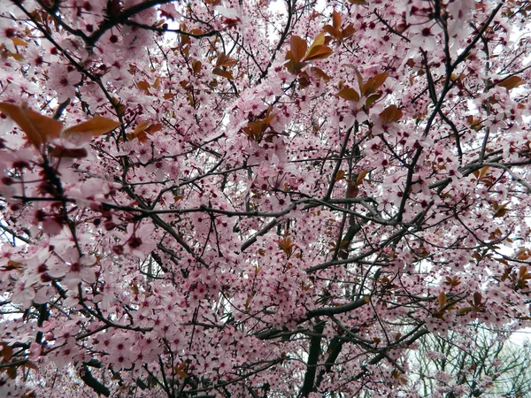 Flor de cerezo — Foto de Stock