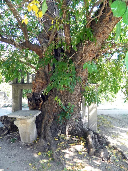 Old mulberry tree — Stock Photo, Image