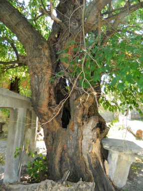 eski bir dut ağacının