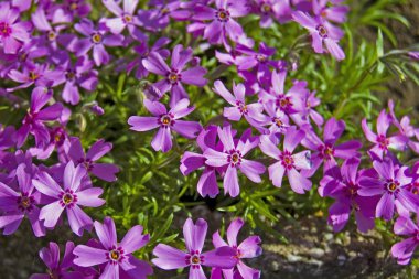Verbena flawers