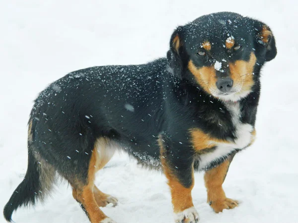 悲伤的狗在雪中繁殖 — 图库照片