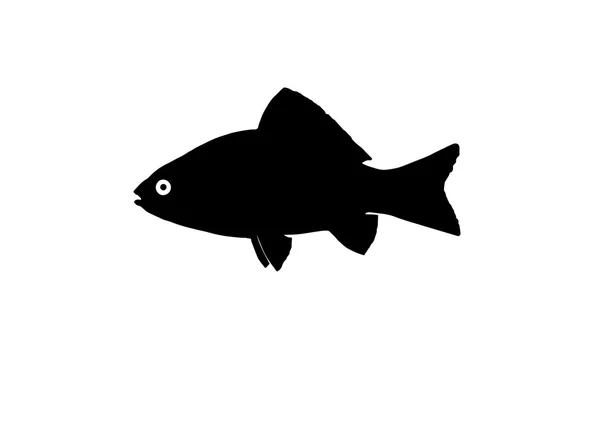 Crucian sazan balık siluet — Stok fotoğraf