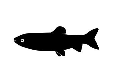 Balık ayını silueti