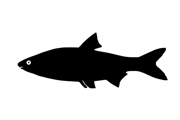 轮廓的鱼 sneep — 图库照片