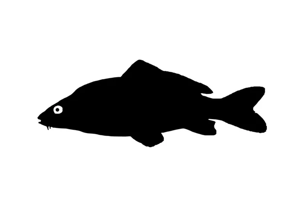 Silhouette of the fish Carp — Stock Photo, Image