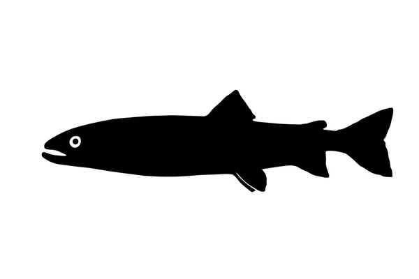 Silhouette of the fish  huchen — Stock Photo, Image