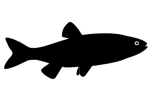 Silhouette of the fish chub — Stock Photo, Image