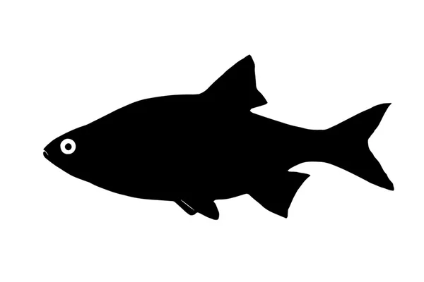 Silhueta do peixe ide (orfe ) — Fotografia de Stock