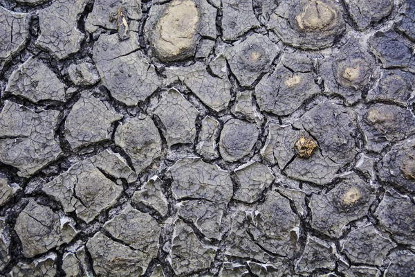 Cracked mud texture — Stock Photo, Image