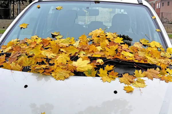 Foglie di autunno su auto — Foto Stock