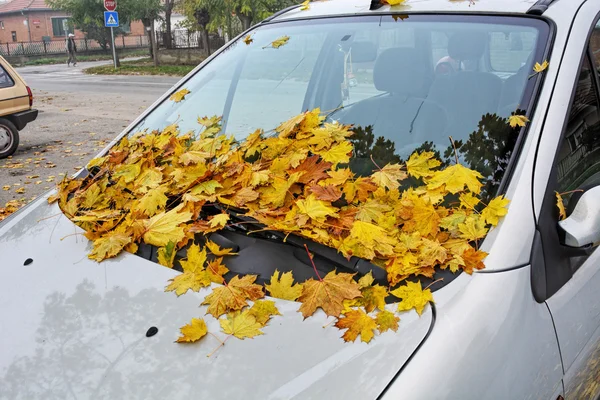 Feuilles d'automne sur auto Photo De Stock