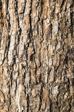 Buruşuk eski kabuğu