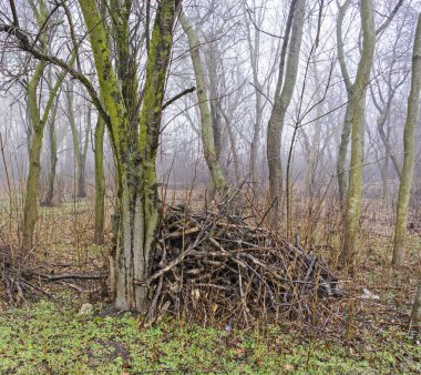 Orman ve yığılmış ahşap