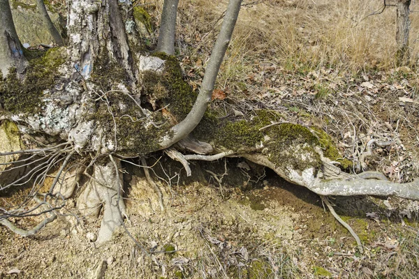 Avskalade rötter trä — Stockfoto