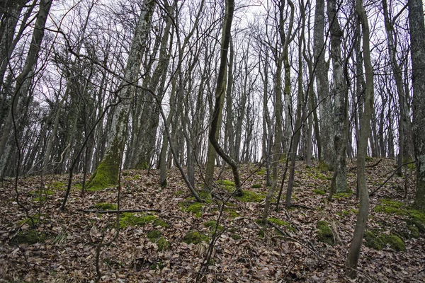 Wald взимку — стокове фото