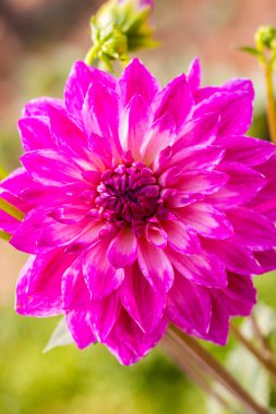 Güzel yıldız çiçeğinin seçici odağı. 