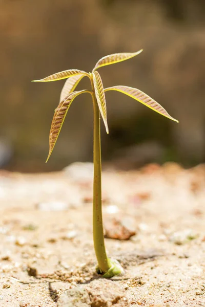 Petit Arbuste Élève Travers Sol — Photo