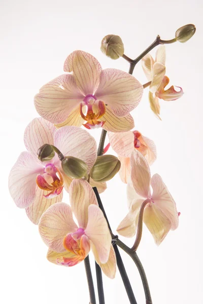 Beyaz arkaplanda pembe orkide