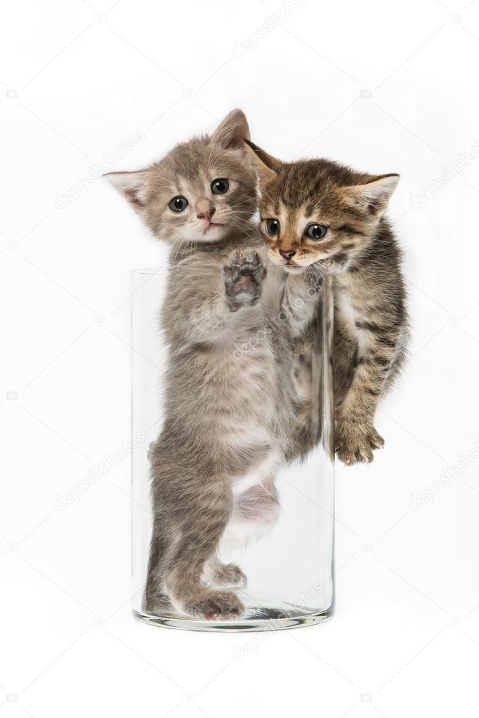 Funny cats in a vase