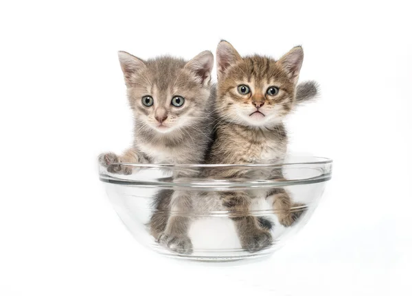 샐러드 그릇에 고양이