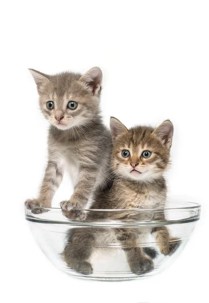 샐러드 그릇에 고양이