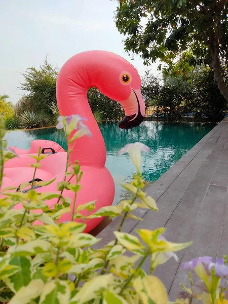 Pembe Flamingolar Havuzda