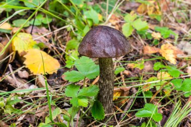 Çimlerde mantarlar.